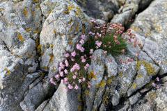 IMG-20210510-WA0007
